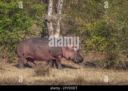 hippopotame adulte marchant le long d'une rive de la rivière eau Banque D'Images