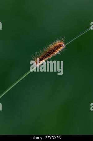 Chenille de la spongieuse marchant sur une lame d'herbe Banque D'Images