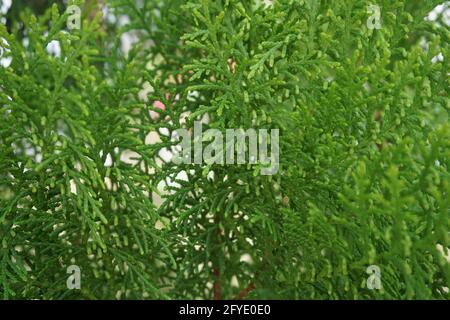 Sheoaks (Casuarinaceae, Allocasuarina) à fond naturel Banque D'Images