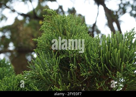 Sheoaks (Casuarinaceae, Allocasuarina) à fond naturel Banque D'Images