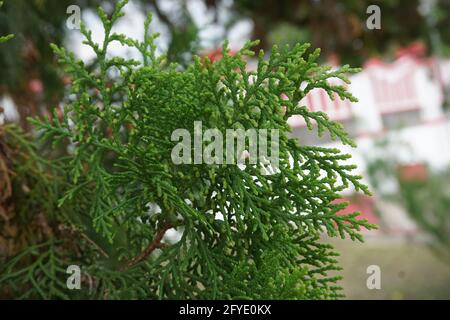 Sheoaks (Casuarinaceae, Allocasuarina) à fond naturel Banque D'Images