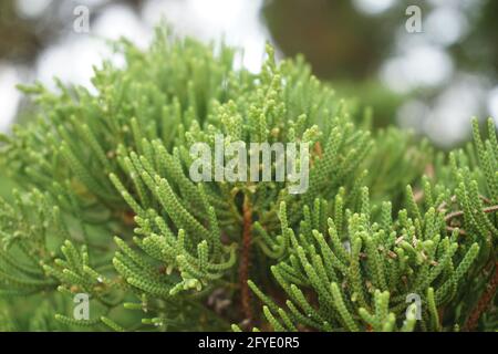 Sheoaks (Casuarinaceae, Allocasuarina) à fond naturel Banque D'Images