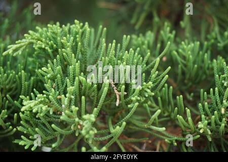 Sheoaks (Casuarinaceae, Allocasuarina) à fond naturel Banque D'Images