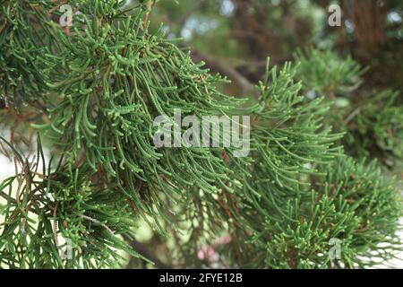 Sheoaks (Casuarinaceae, Allocasuarina) à fond naturel Banque D'Images