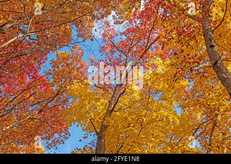 Les couleurs d'automne couvrent le ciel dans le parc national de Starved Rock Dans l'Illinois Banque D'Images