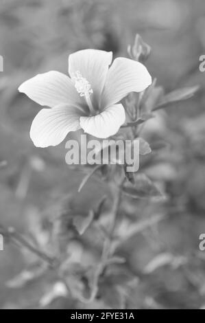 Un hibiscus attrayant en monochrome Banque D'Images