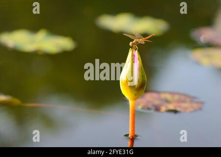 Une libellule orange sur un Bud de nénuphars Banque D'Images