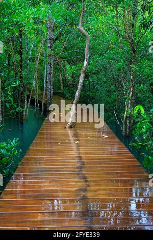 pont en bois, chemin, dans un étang bleu naturel au milieu de la forêt de mangroves Banque D'Images