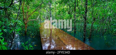 pont en bois, chemin, dans un étang bleu naturel au milieu de la forêt de mangroves Banque D'Images