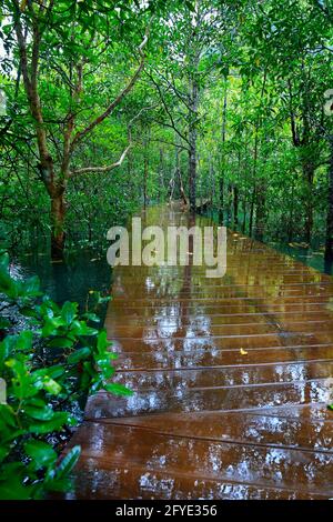 pont en bois, chemin, dans un étang bleu naturel au milieu de la forêt de mangroves Banque D'Images