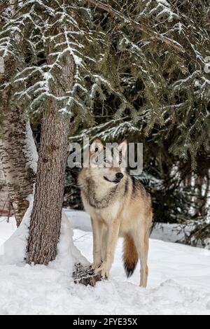 Le loup gris se trouve dans les régions sauvages et éloignées de l'Amérique du Nord. C'est l'un des plus grands membres de sa famille de chiens. Banque D'Images