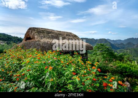 Le jardin de la lantana de camara a beaucoup de couleurs avec le Arrière-plan d'une maison de toit de chaume dans la campagne du Vietnam dans le tropiques Banque D'Images