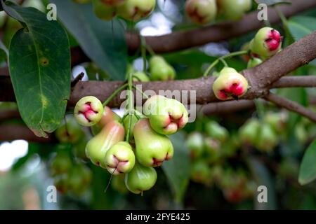 Fruit de pomme de rose accroché à l'arbre. Banque D'Images