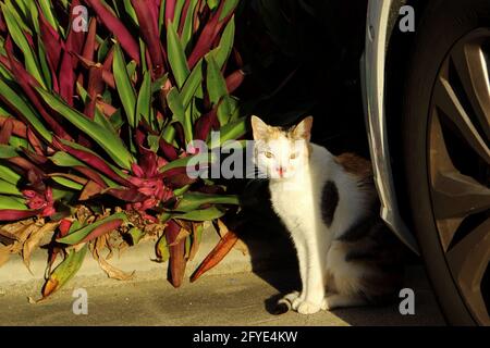 Chat blessé et effrayant se cachant derrière une voiture Banque D'Images