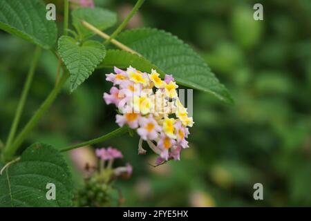 Lantana camara (tahi ayam, saiara, tembelekan, lantana commune, grand sauge, Sauge sauvage, sauge rouge, sauge blanche, tick berry, lantana de l'ouest de l'Inde, umbelanter Banque D'Images