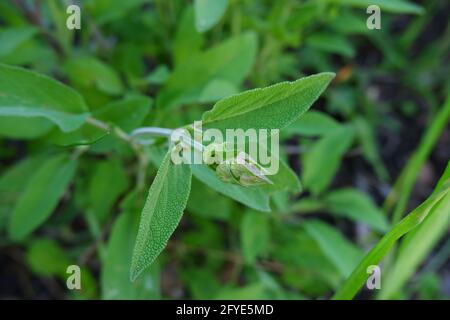 Sauge verte fraîche. Une branche d'une plante médicinale. Banque D'Images