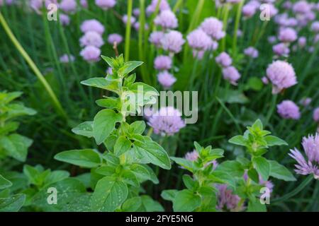 Une branche d'origan sur le fond des inflorescences de ciboulette. Banque D'Images