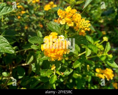 Lantana camara (tahi ayam, saiara, tembelekan, lantana commune, grand sauge, Sauge sauvage, sauge rouge, sauge blanche, tick berry, lantana de l'ouest de l'Inde, umbelanter Banque D'Images