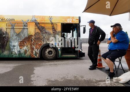 Williamstown, États-Unis. 26 mai 2021. Les bus emprennent les gens du parking de la rencontre d'Ark à la partie principale du parc de rencontre d'Ark. La rencontre avec l'arche de Kenneth Ham est un parc à thème avec une grande arche imitant celle décrite dans l'histoire biblique de Noé. Les personnes visitant le parc à thème peuvent participer à un certain nombre d'activités différentes, de la marche à travers les nombreuses expositions informatives de l'arche, une promenade à travers le zoo et différentes manèges. (Photo de Stephen Zenner/SOPA Images/Sipa USA) crédit: SIPA USA/Alay Live News Banque D'Images