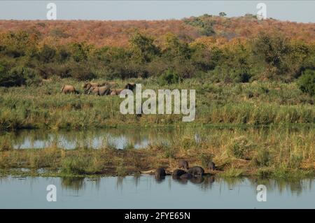 Éléphant de Bush africain, Loxodonta africana, troupeau et Hippopotamus commun, Hippopotamus amphibius, par rivière, Parc national Kruger, Mpumalanga, Sud-Afr Banque D'Images