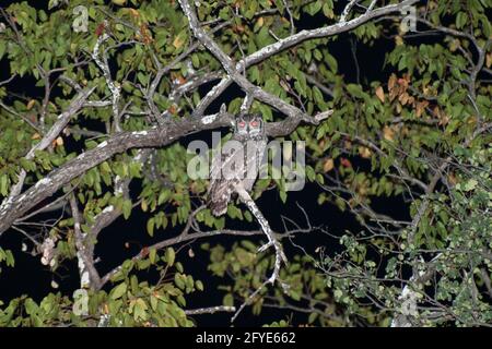 Giant Eagle Owl, Bubo lacteus, à l'agence, en voiture de nuit, parc national Kruger, Mpumalanga, Afrique du Sud Banque D'Images