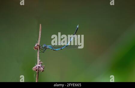 Damselfly se reposer sur une brindille Banque D'Images