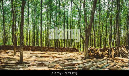 Ghajini est une célèbre forêt verte dans le quartier de Sherpur Du Bangladesh où des aires de pique-nique artificielles sont créées par coupe des arbres dans la na Banque D'Images