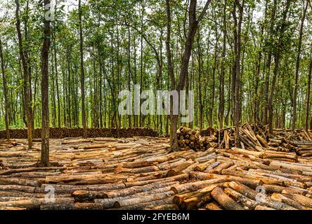 Ghajini est une célèbre forêt verte dans le quartier de Sherpur Du Bangladesh où des aires de pique-nique artificielles sont créées par coupe des arbres dans la na Banque D'Images