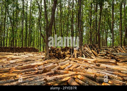 Ghajini est une célèbre forêt verte dans le quartier de Sherpur Du Bangladesh où des aires de pique-nique artificielles sont créées par coupe des arbres dans la na Banque D'Images