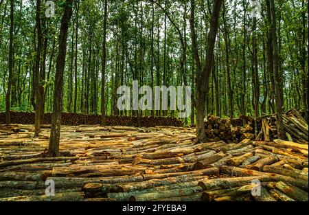 Ghajini est une célèbre forêt verte dans le quartier de Sherpur Du Bangladesh où des aires de pique-nique artificielles sont créées par coupe des arbres dans la na Banque D'Images