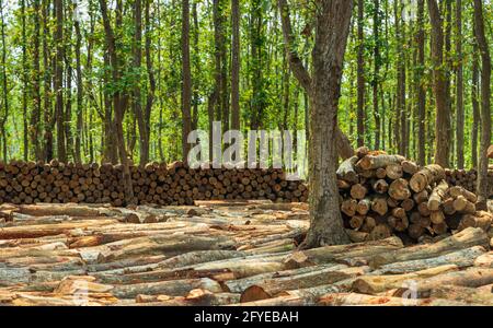 Ghajini est une célèbre forêt verte dans le quartier de Sherpur Du Bangladesh où des aires de pique-nique artificielles sont créées par coupe des arbres dans la na Banque D'Images