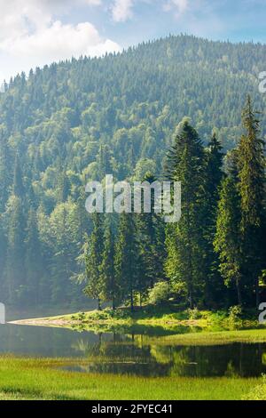 lac de montagne au milieu de la forêt dans la lumière du matin. magnifique paysage de la nature d'été avec des conifères sur la rive se reflétant dans l'eau. synevyr n Banque D'Images
