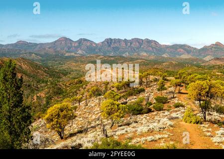 Heysen vont de Bunyeroo Lookout, Flinders Range National Park, Australie du Sud, Australie Banque D'Images