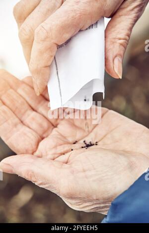 La femme senior verse des graines de basilic dans un sac en papier palmier froissé au-dessus du sol dans le jardin de la cuisine le jour du printemps fermer la vue supérieure Banque D'Images