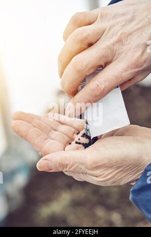 La femme senior verse des graines de basilic dans un sac en papier palmier froissé au-dessus du sol dans le jardin de la cuisine le jour du printemps fermer la vue supérieure Banque D'Images