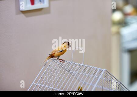 petit oiseau jaune canari debout sur la cage regardant dans l'appareil photo Banque D'Images