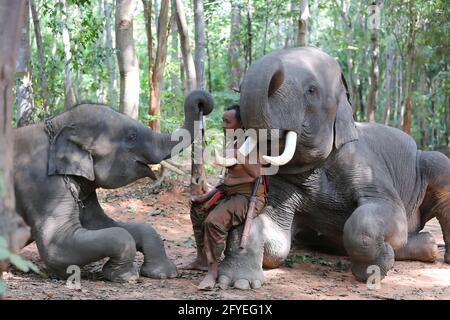 Un mahout d'éléphant et un éléphant marchant dans la brume dans la jungle. Style de vie du village des éléphants de surin. Banque D'Images