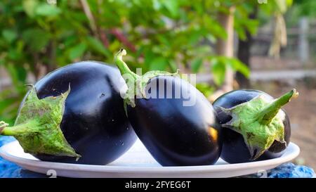 Aubergines indiennes fraîches et biologiques dans un bol blanc. Concept des légumes. Banque D'Images