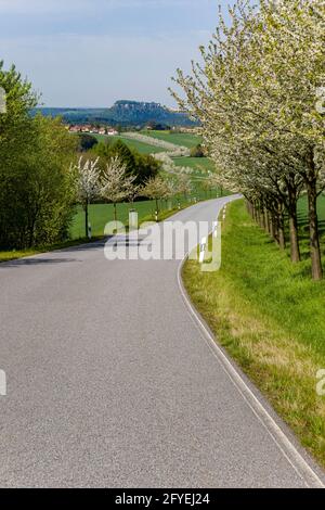 Une route, flanquée de cerisiers en fleurs, menant au petit village de Rathmannsdorf, le château de roche de table Königstein au loin. Banque D'Images