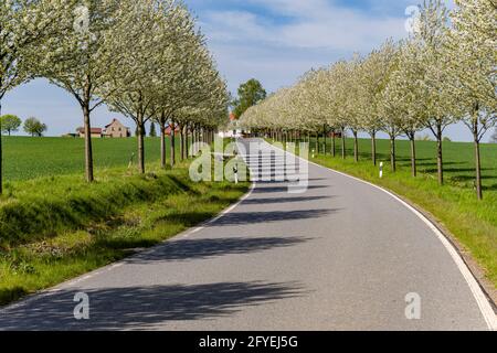 Une route, flanquée de cerisiers en fleurs, menant au petit village de Rathmannsdorf. Banque D'Images