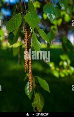Branches avec jeunes feuilles de bouleau. Bouleau avec chatons au printemps Banque D'Images
