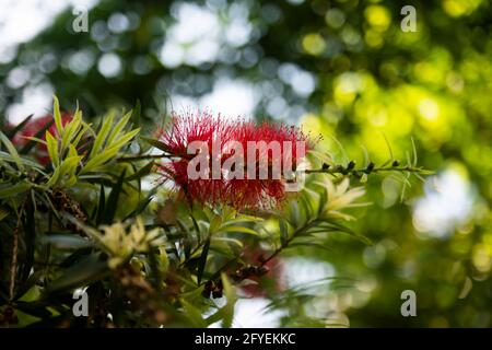 Callistemon rigidus - Bruette rottlebrush raide. Superbes fleurs austrailan rouges à istanbul. Fleur sélective. Banque D'Images