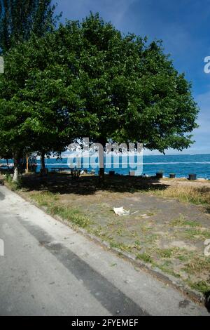 Une vue parfaite sur l'arbre et le Bosphore depuis le côté du sentier de randonnée de l'île Heybeli d'Istanbul Banque D'Images