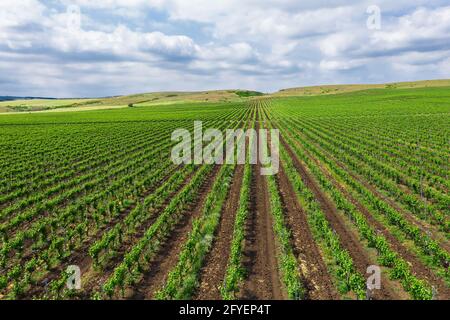 Vue aérienne sur un vignoble Banque D'Images