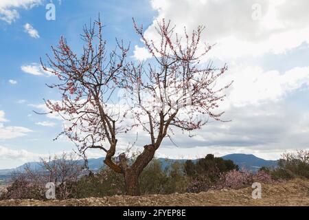 Amande fleurie située dans un verger dans les montagnes. En arrière-plan, vous pouvez voir, un peu hors du foyer, le ciel nuageux et le moun distant Banque D'Images