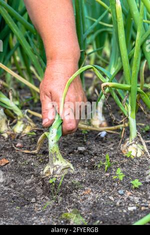 Cueillir des oignons par les agriculteurs à la main du sol dans le jardin biologique, récolte de légumes Banque D'Images