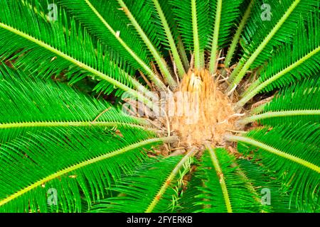 Le nom scientifique du cycad est Cycas circinalis L., familles Cycadaceae. Banque D'Images