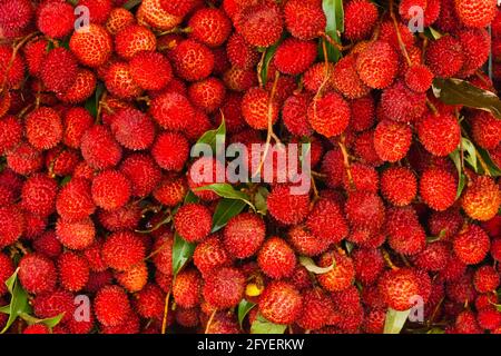 Gros plan sur un bouquet de Lychee mûr et délicieux fraîchement produit fruits Banque D'Images