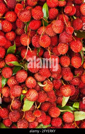 Gros plan sur un bouquet de Lychee mûr et délicieux fraîchement produit fruits Banque D'Images