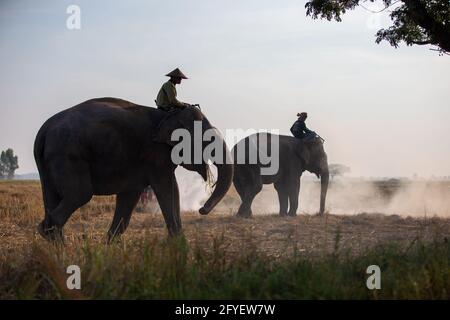 Un mahout d'éléphant et un éléphant marchant dans la brume dans la jungle. Style de vie du village des éléphants de surin. Banque D'Images